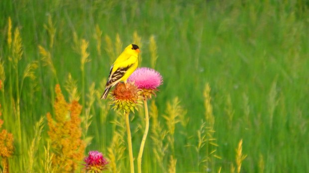 Goldfinch on Thistle