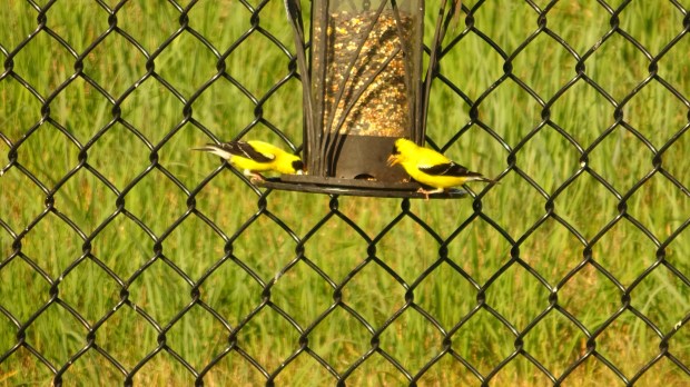 Goldfinch on our bird feeder