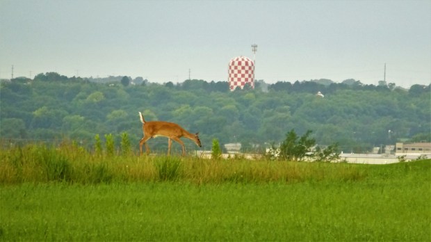 White-tailed Deer on Highlands Golf Course