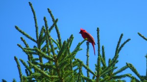 Male Cardinal at Mahoney State Park