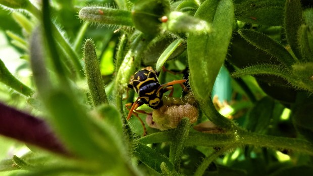 Mud Dauber eating worms for supper