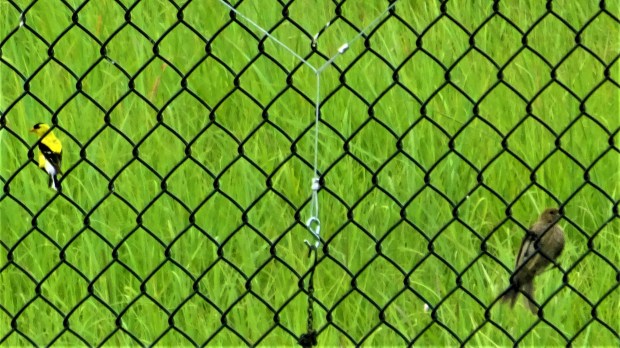 Goldfinch eyeing competition 