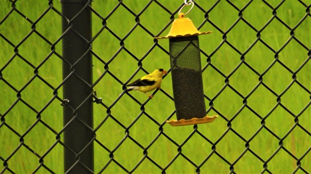Goldfinch gossip