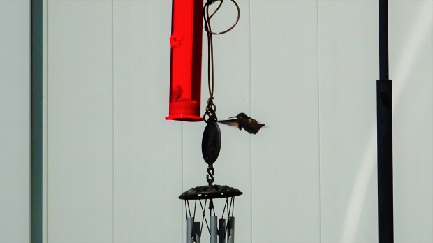 One last hummingbird hug